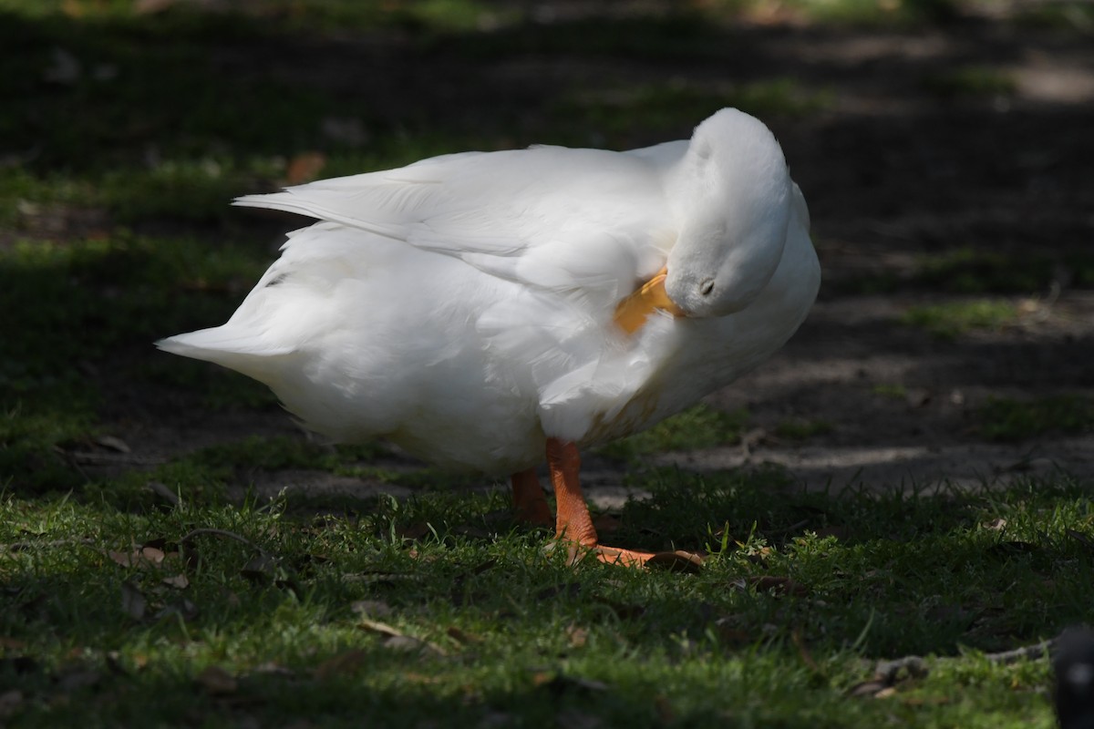 Swan Goose (Domestic type) - ML618060361
