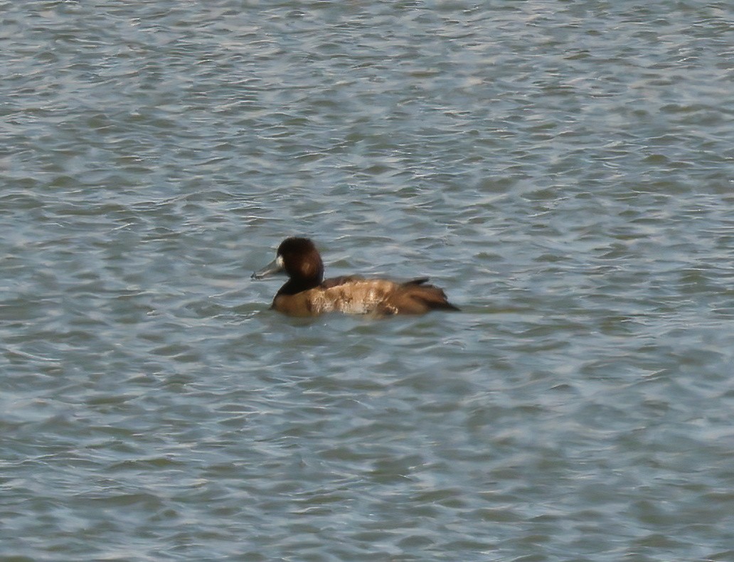 Greater/Lesser Scaup - ML618060383