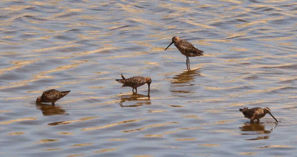 Long-billed Dowitcher - ML618060437