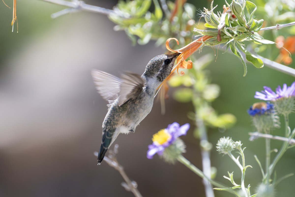 Costa's Hummingbird - ML618060438