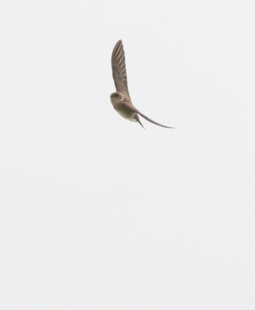 Northern Rough-winged Swallow - Esther Sumner