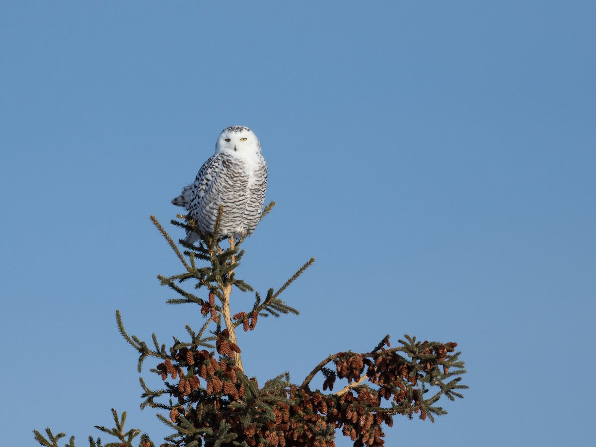 Snowy Owl - ML618060449