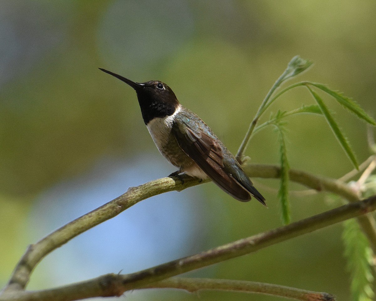Black-chinned Hummingbird - Brian Hicks