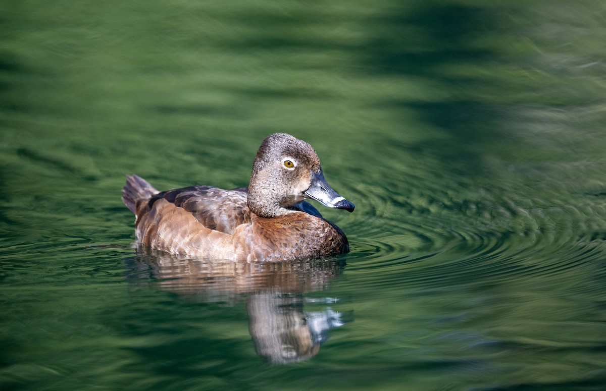 Ring-necked Duck - francesca pastine