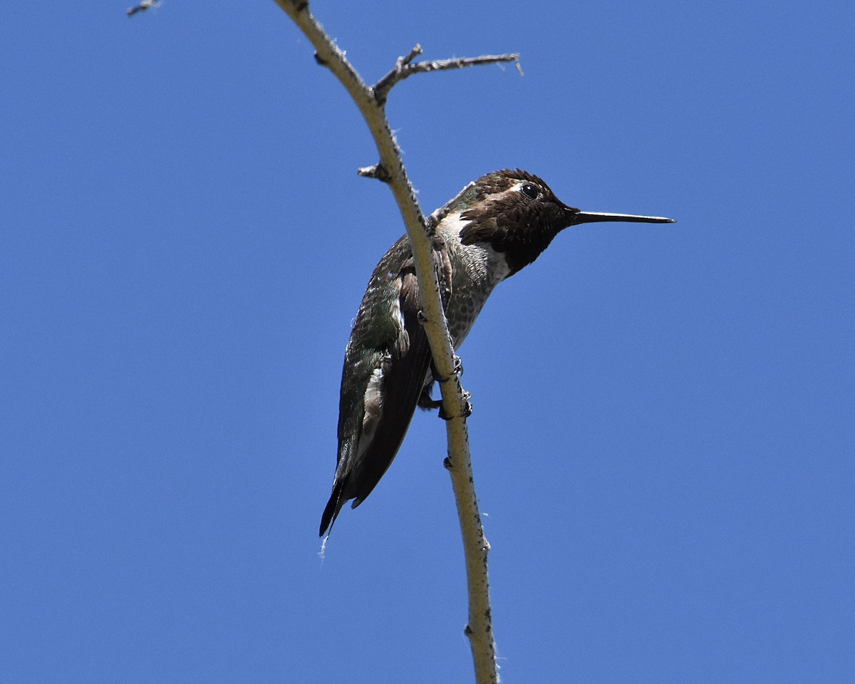 Anna's Hummingbird - ML618060494