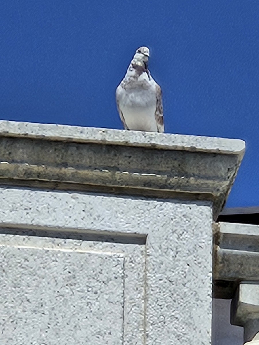Rock Pigeon (Feral Pigeon) - ML618060497