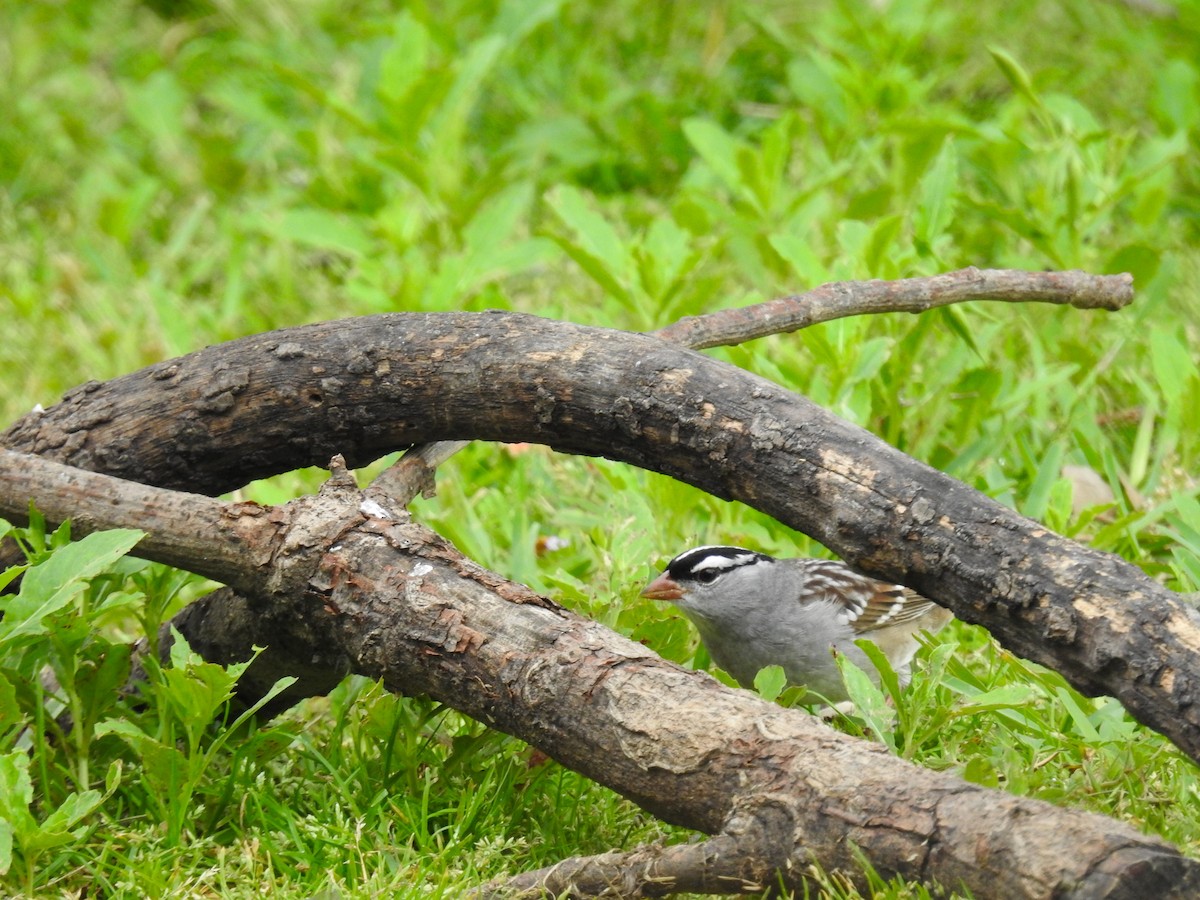 White-crowned Sparrow - ML618060499