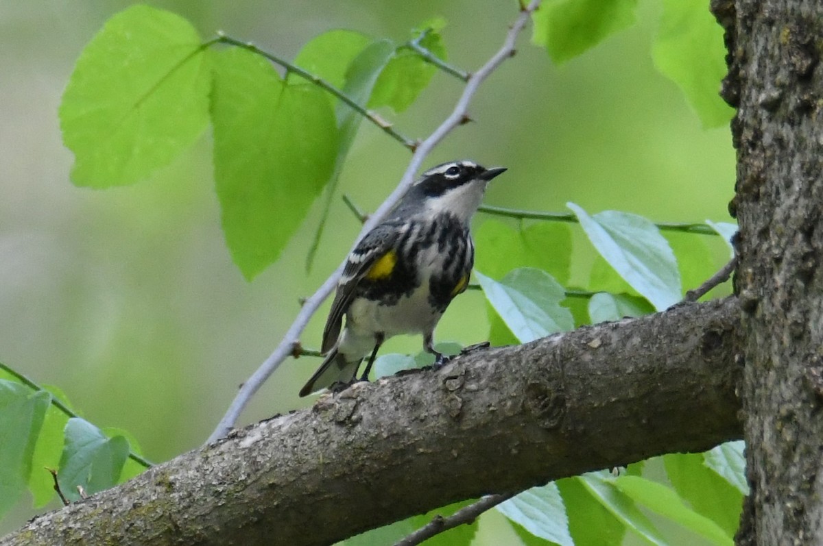 Yellow-rumped Warbler (Myrtle) - Colin Dillingham