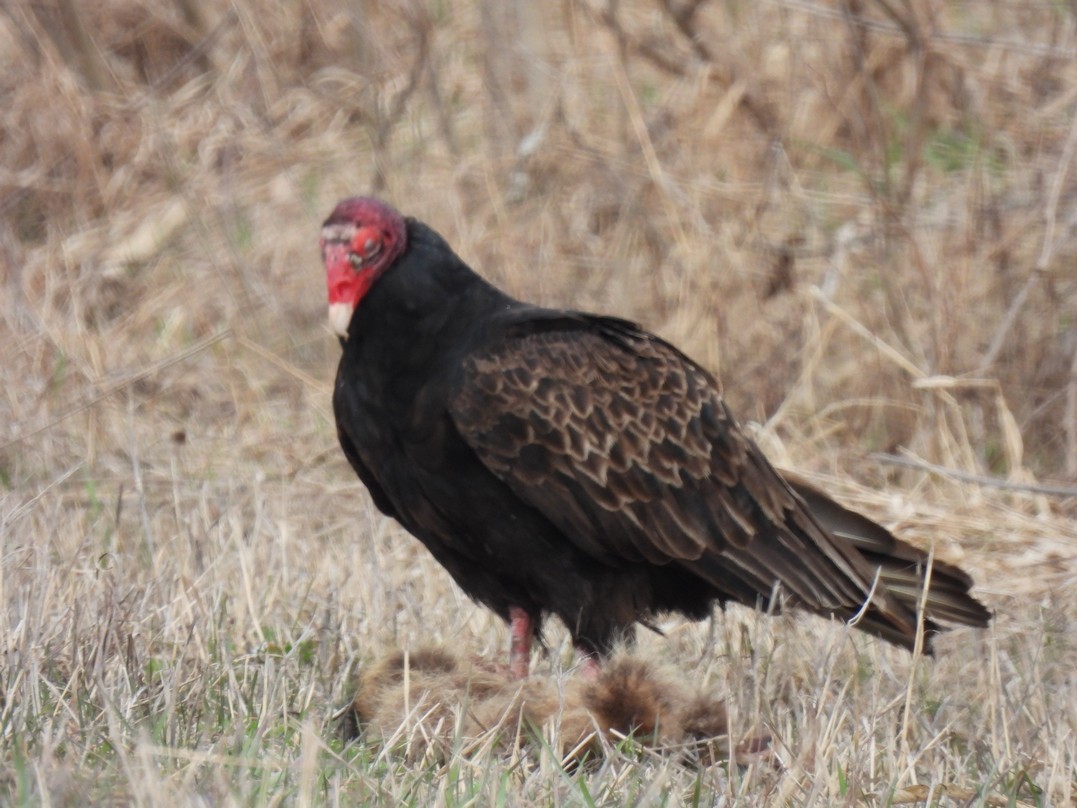 Turkey Vulture - Frédéric Bédard