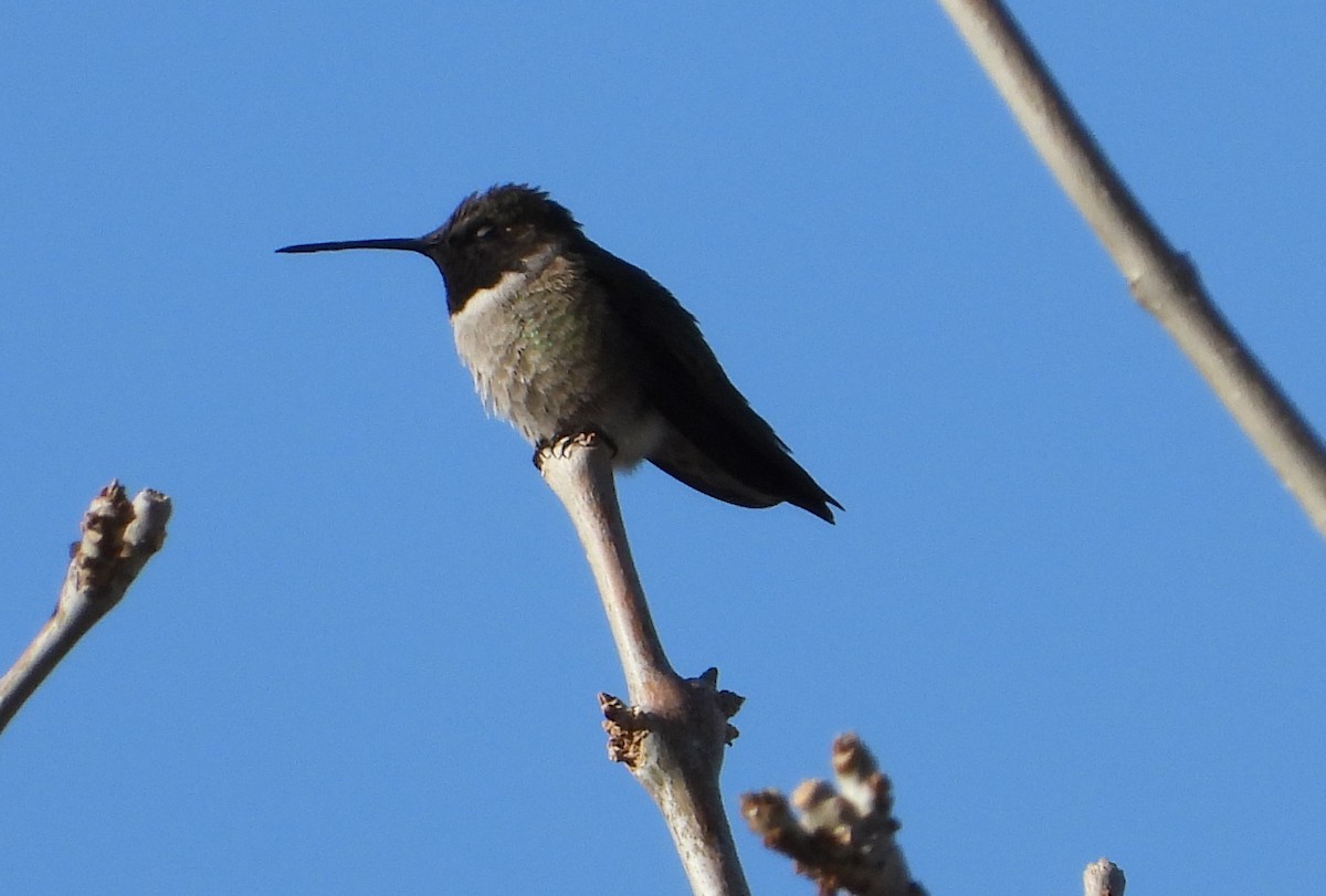 Black-chinned Hummingbird - ML618060509