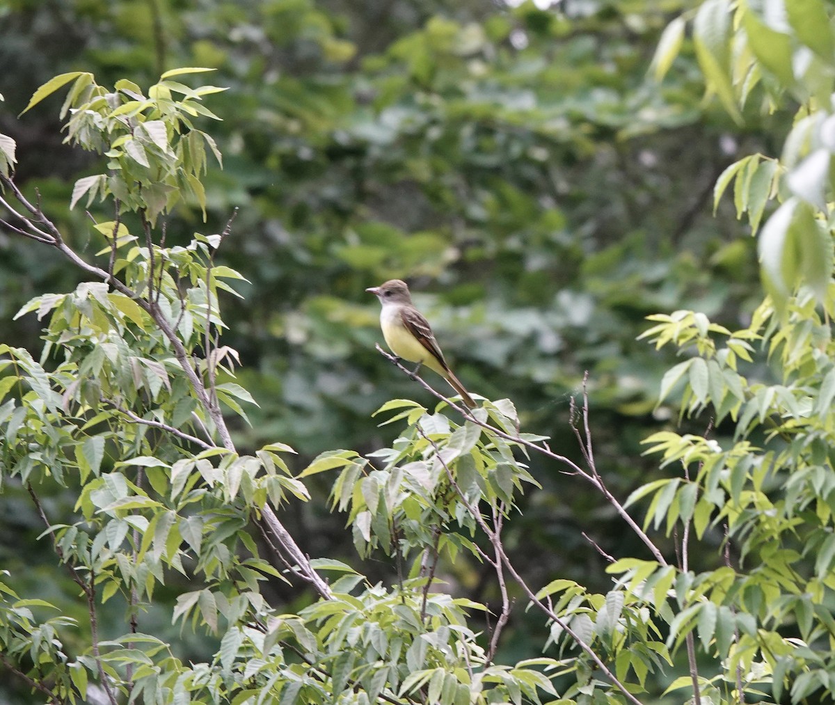 Great Crested Flycatcher - ML618060513