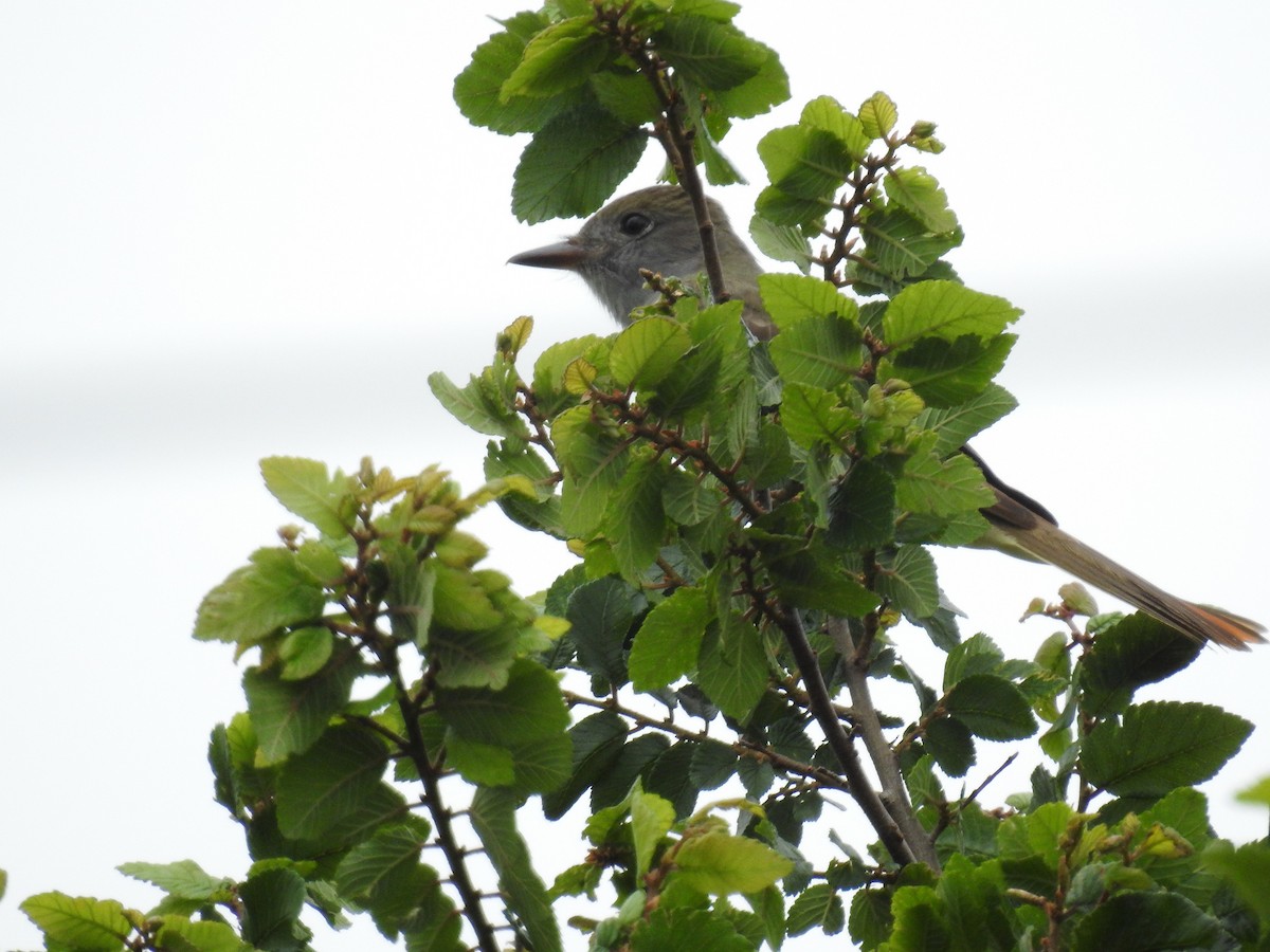 Great Crested Flycatcher - ML618060518