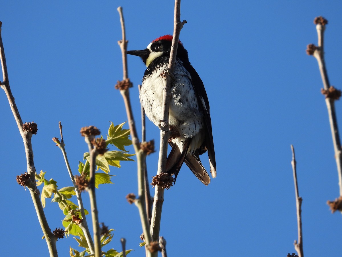 Acorn Woodpecker - ML618060524