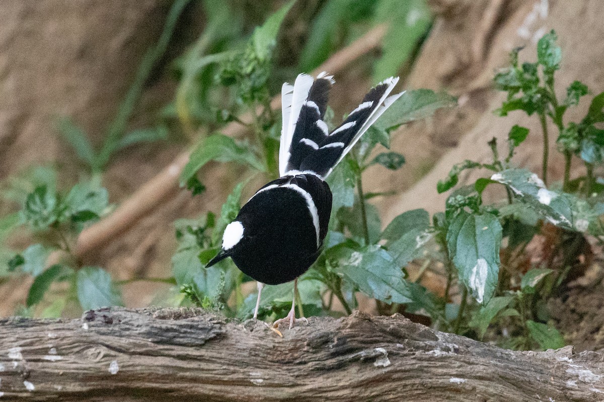 White-crowned Forktail - ML618060536