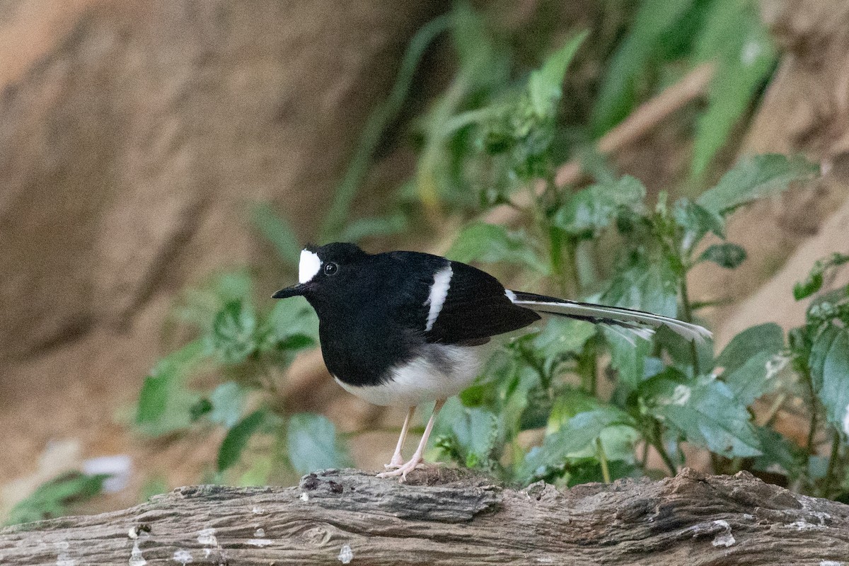 White-crowned Forktail - ML618060537