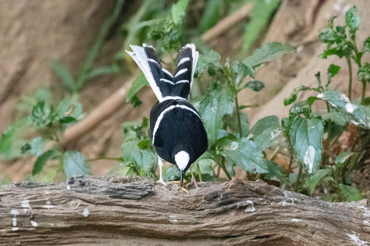 White-crowned Forktail - ML618060538