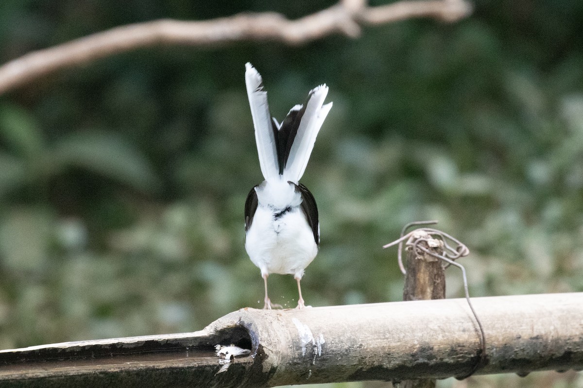 White-crowned Forktail - ML618060539