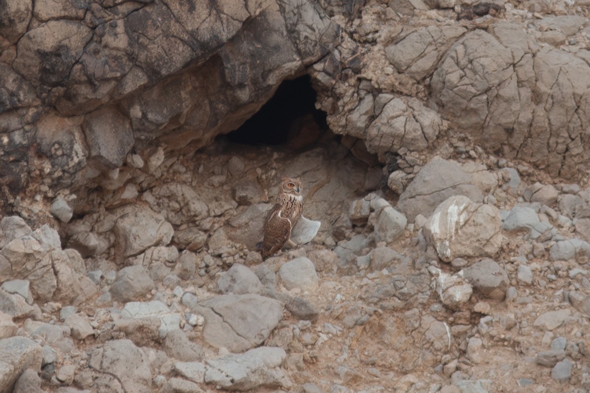 Pharaoh Eagle-Owl (Desert) - ML618060542