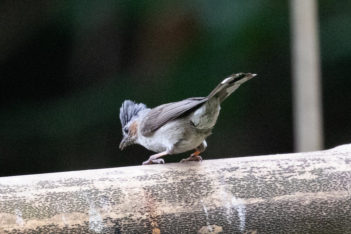 Striated Yuhina (Gray-crowned) - ML618060562