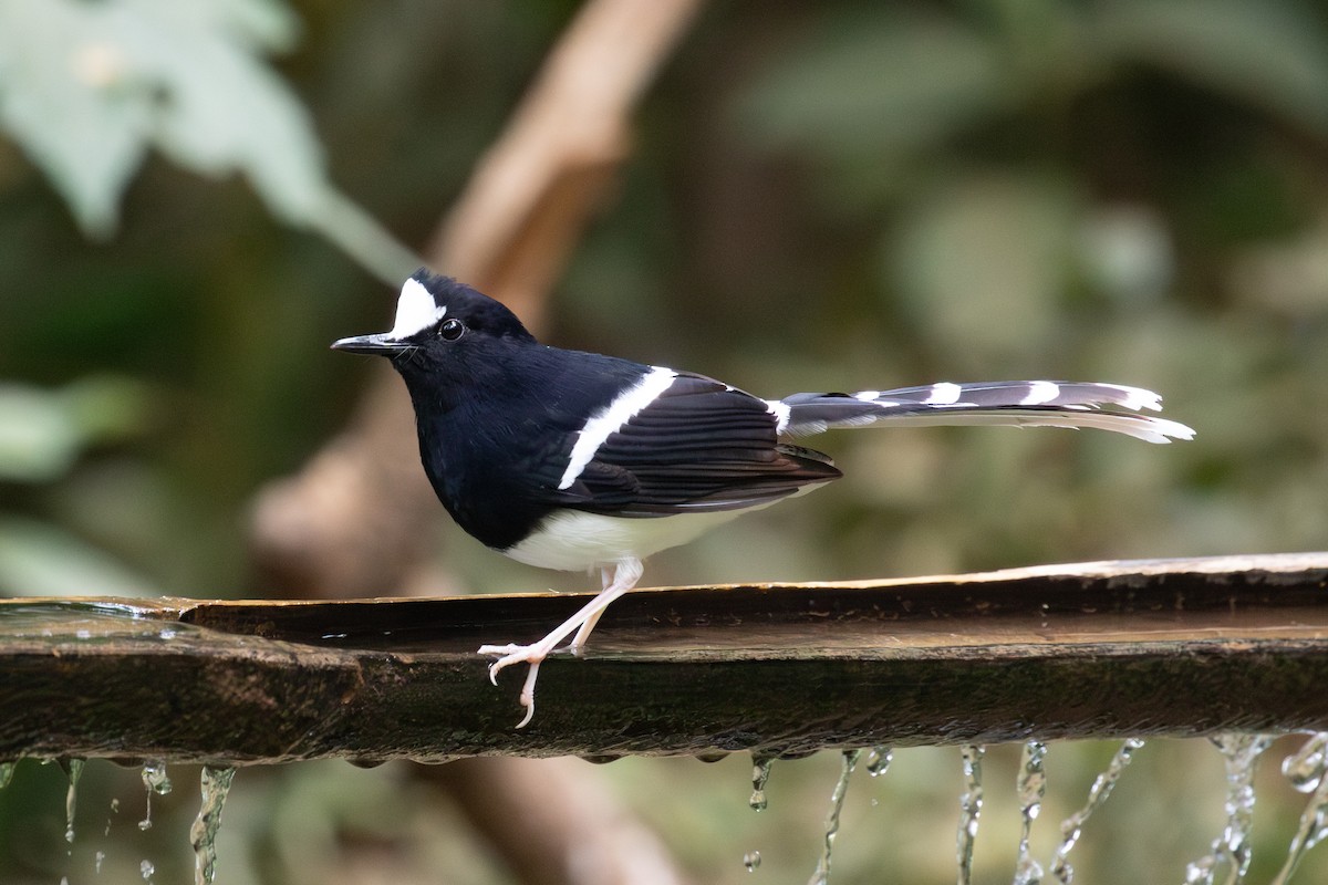 White-crowned Forktail - ML618060578