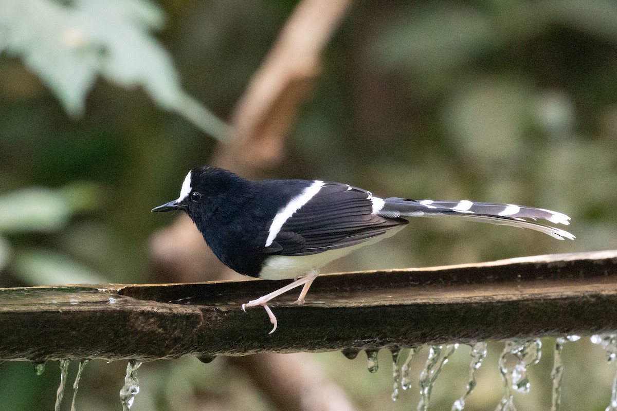 White-crowned Forktail - ML618060579