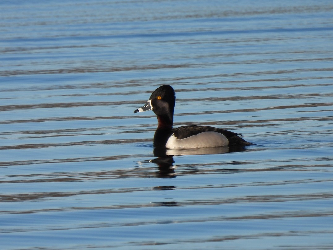 Ring-necked Duck - ML618060613