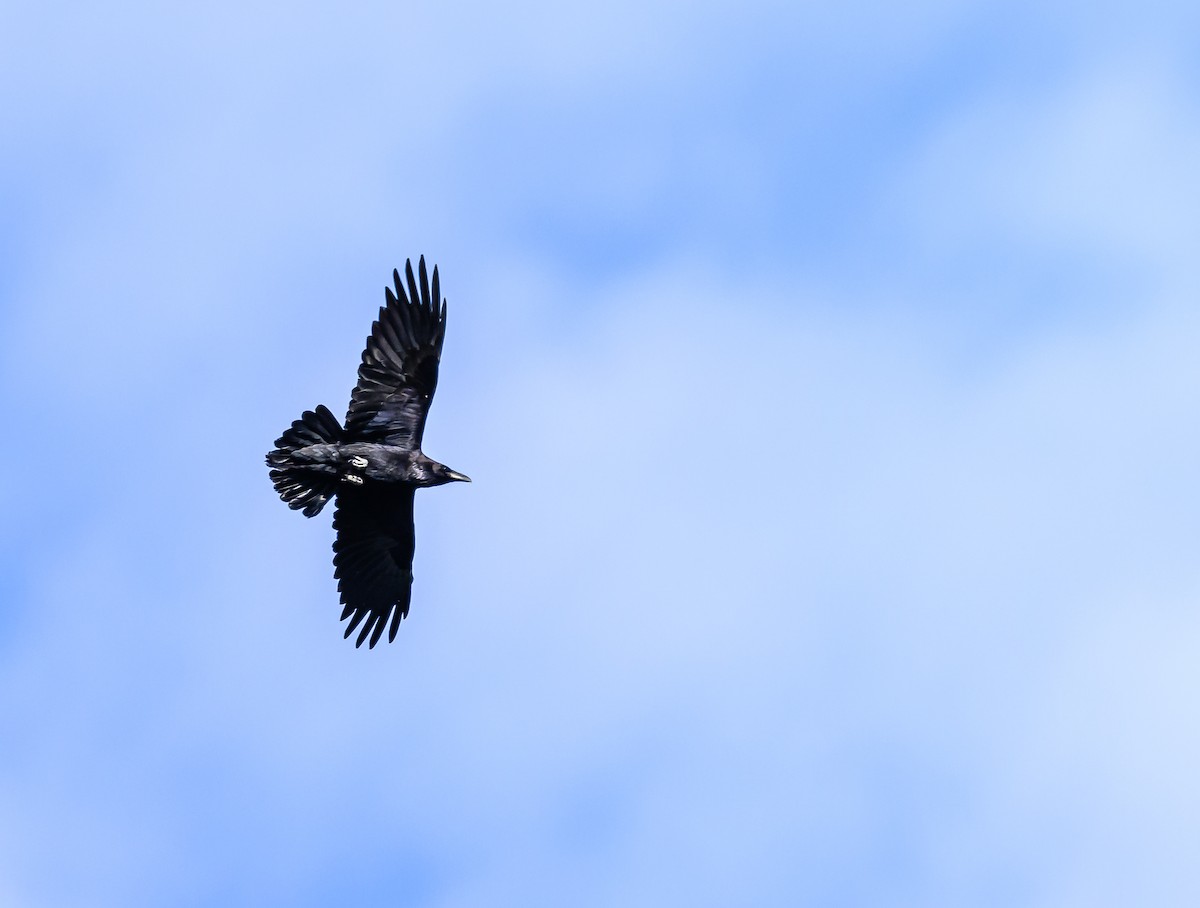 Common Raven - Ken Miracle