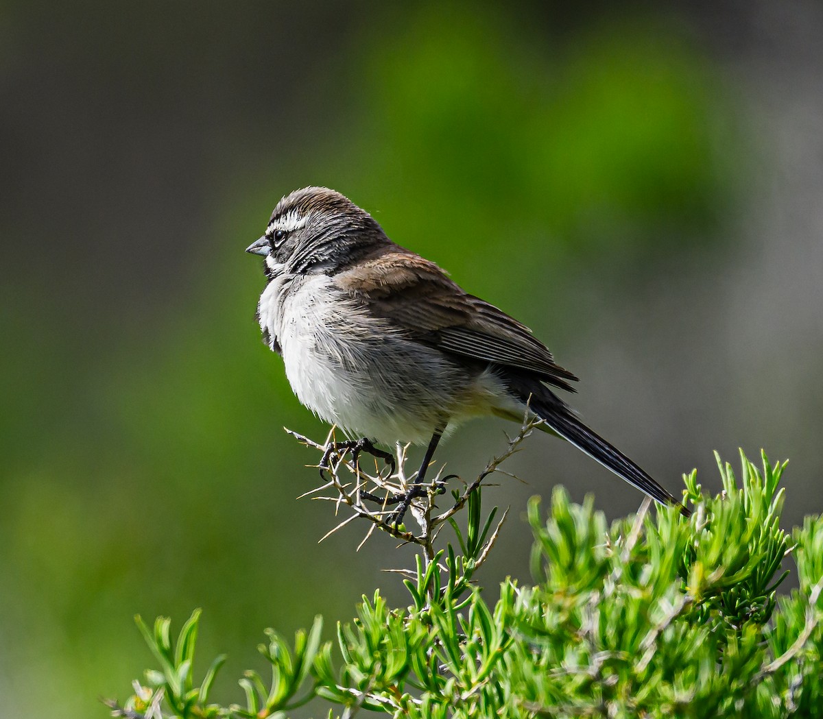 Black-throated Sparrow - ML618060639