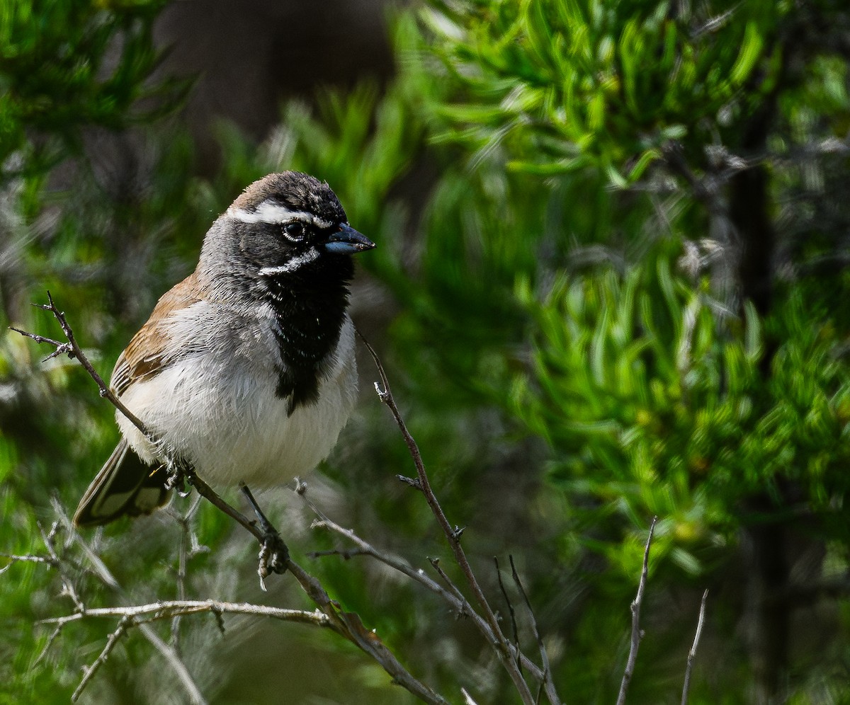 Black-throated Sparrow - ML618060640