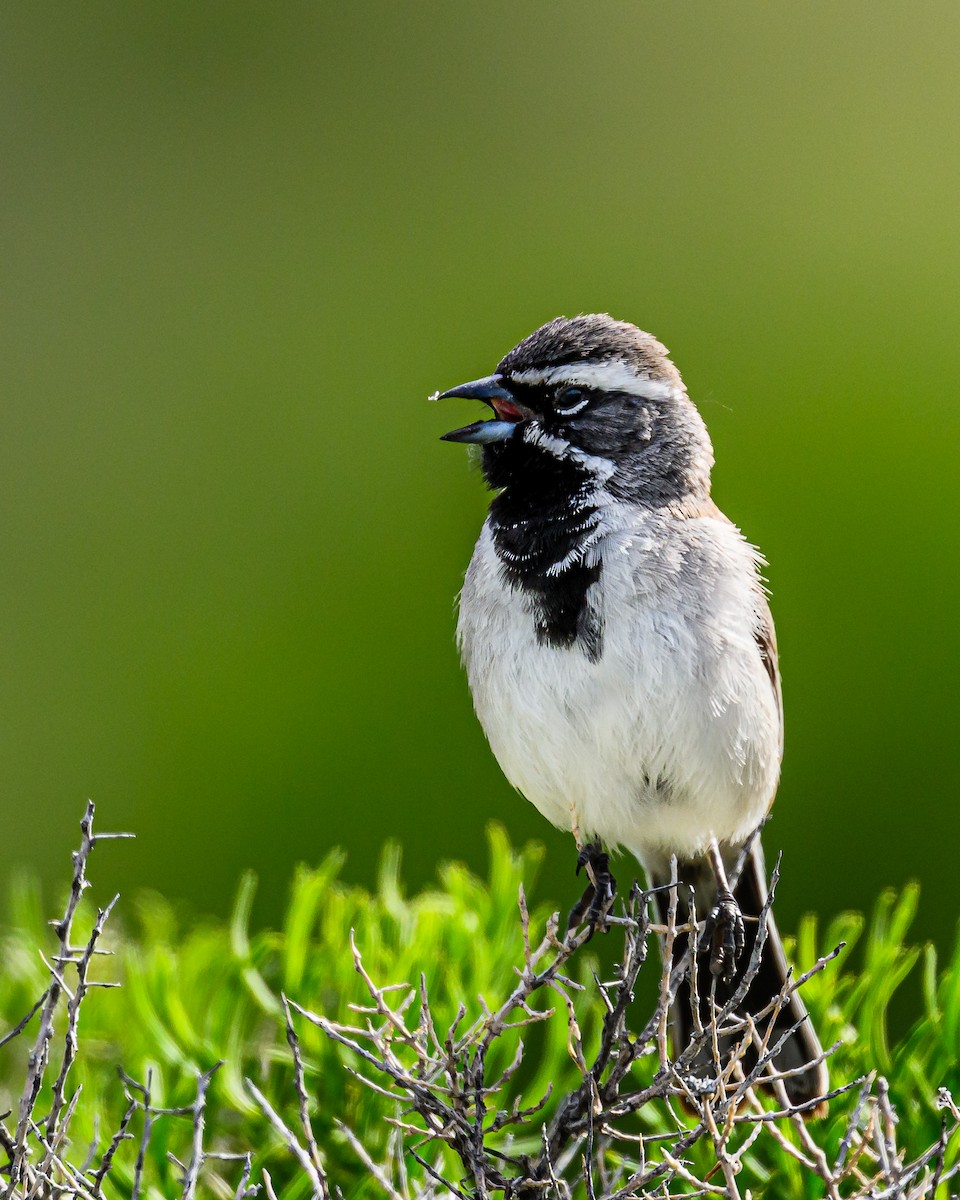 Black-throated Sparrow - ML618060641