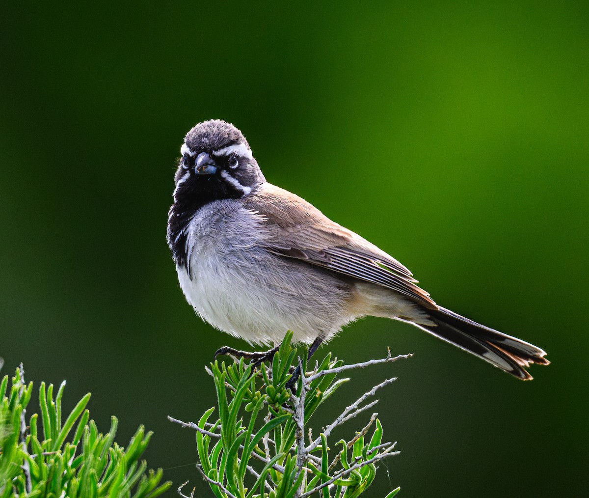 Black-throated Sparrow - ML618060642