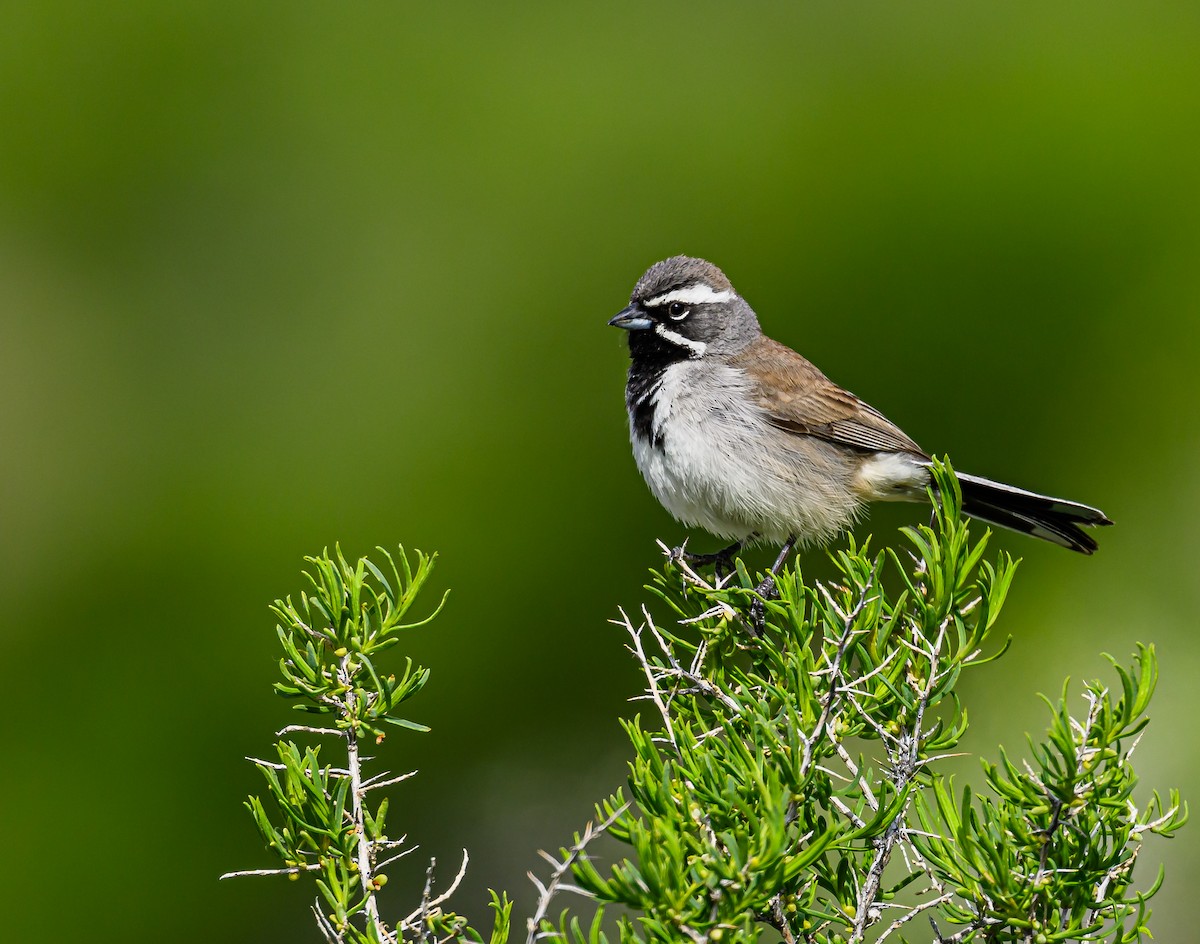 Black-throated Sparrow - ML618060644