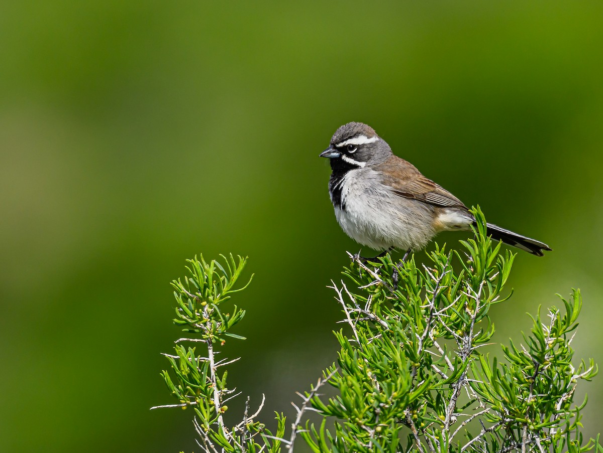 Black-throated Sparrow - ML618060646