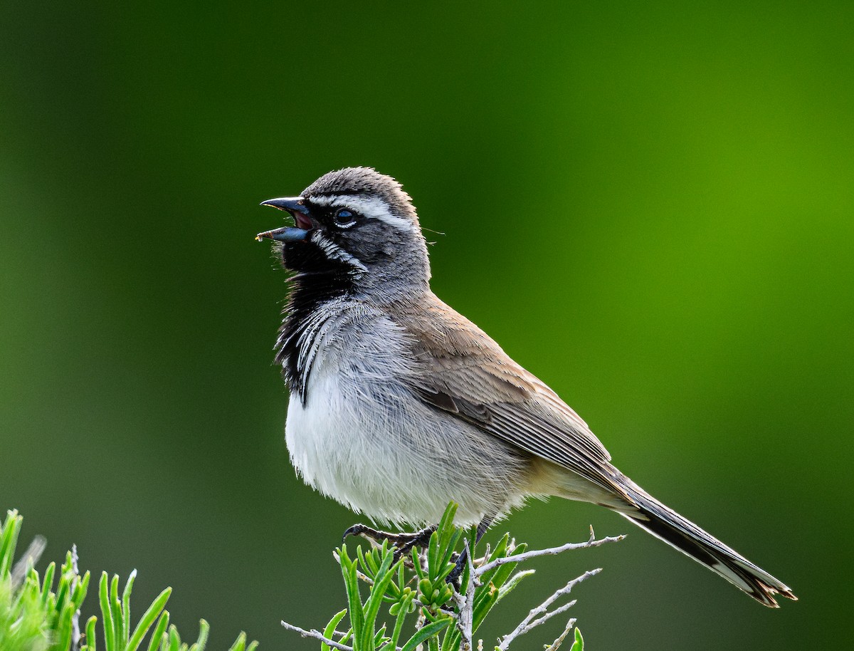 Black-throated Sparrow - Ken Miracle