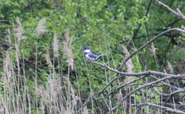 Belted Kingfisher - ML618060655