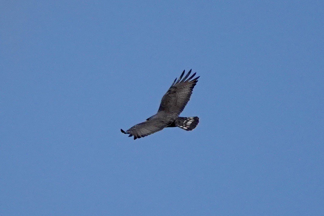 Zone-tailed Hawk - ML618060666