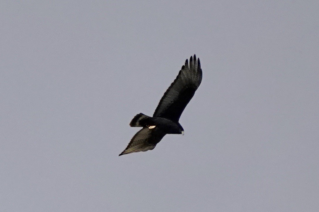 Zone-tailed Hawk - ML618060667