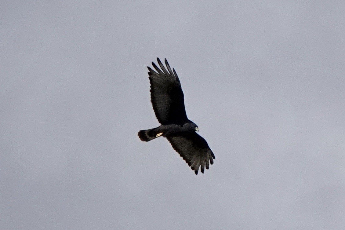 Zone-tailed Hawk - Fleeta Chauvigne