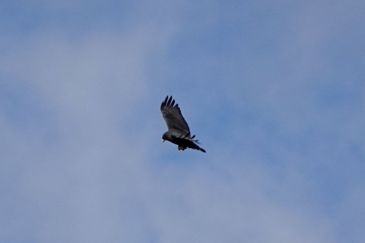 Zone-tailed Hawk - Fleeta Chauvigne