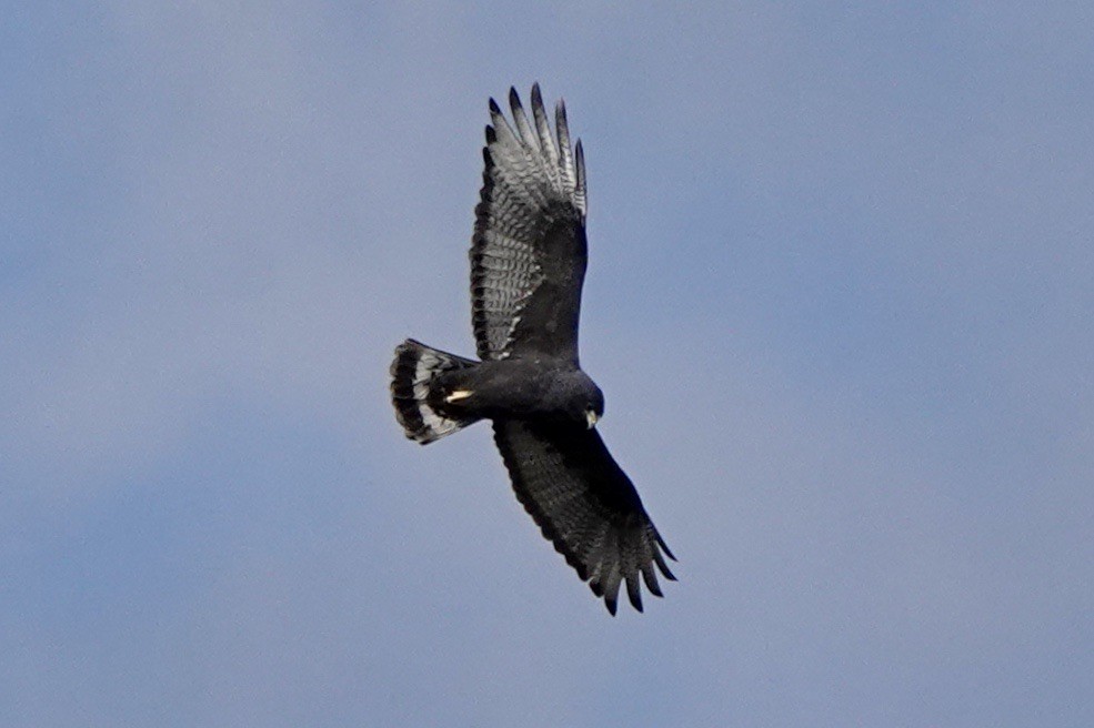 Zone-tailed Hawk - ML618060670