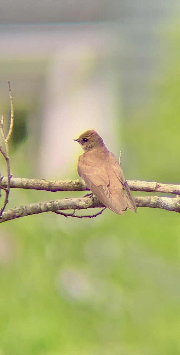 Northern Rough-winged Swallow - ML618060676