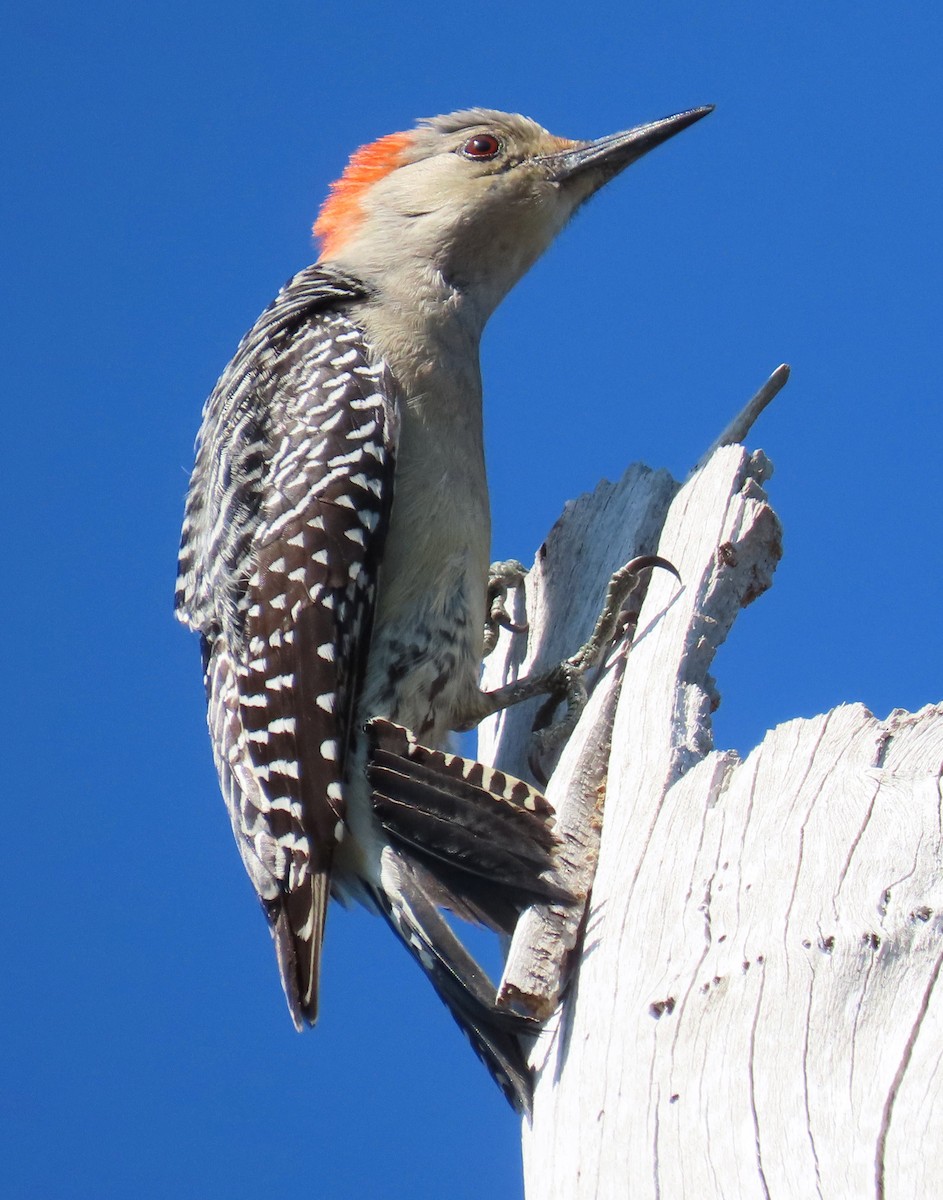 Red-bellied Woodpecker - Barbara Peterson