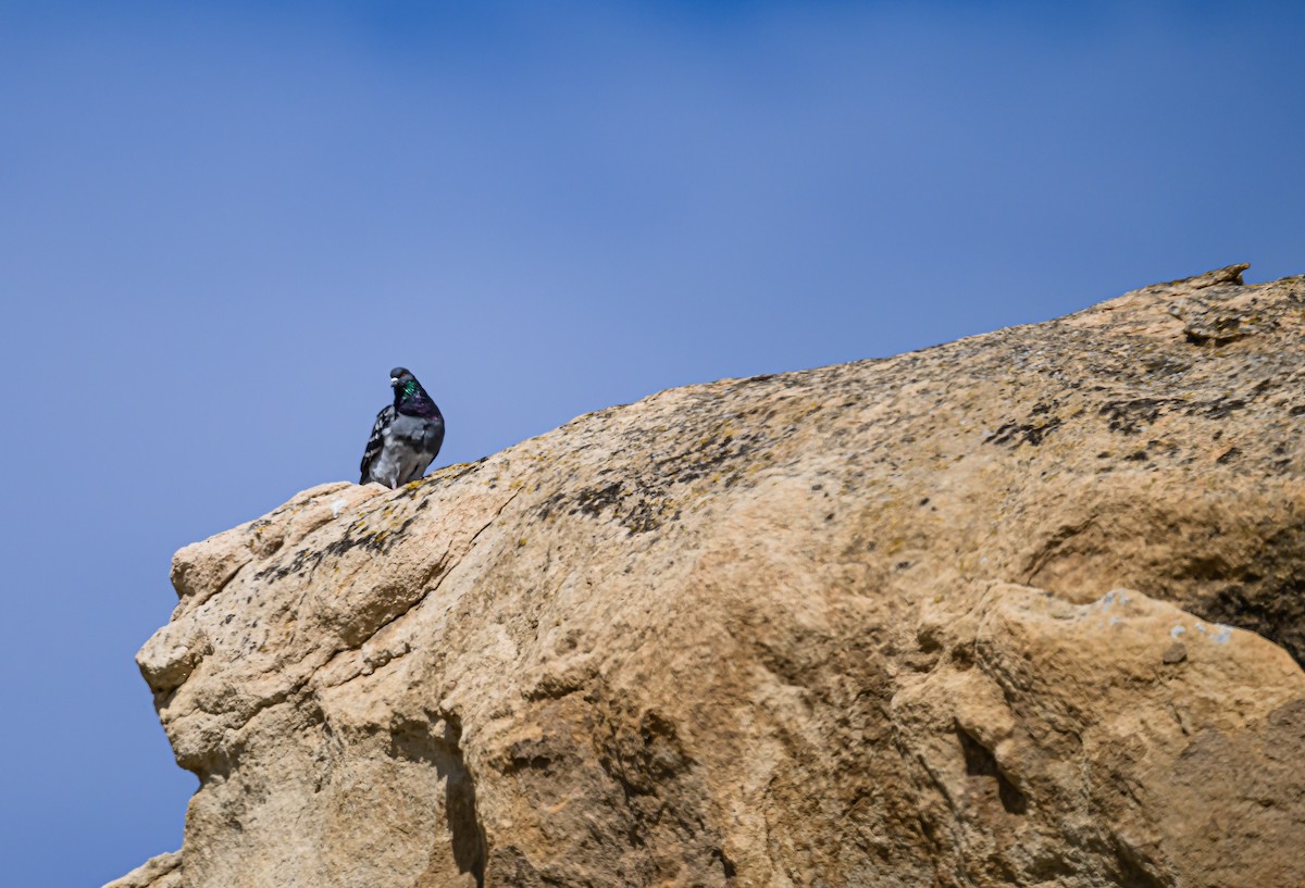 Rock Pigeon (Feral Pigeon) - ML618060711