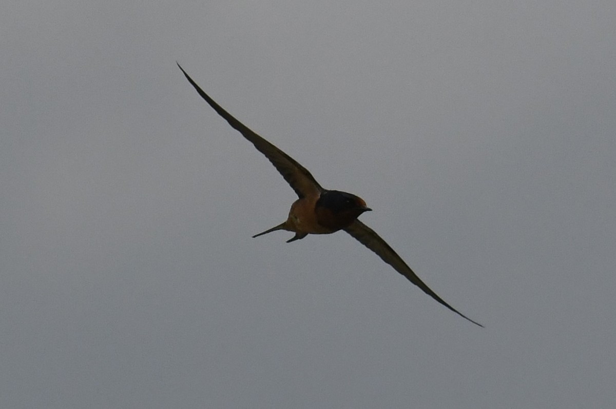 Barn Swallow - Colin Dillingham