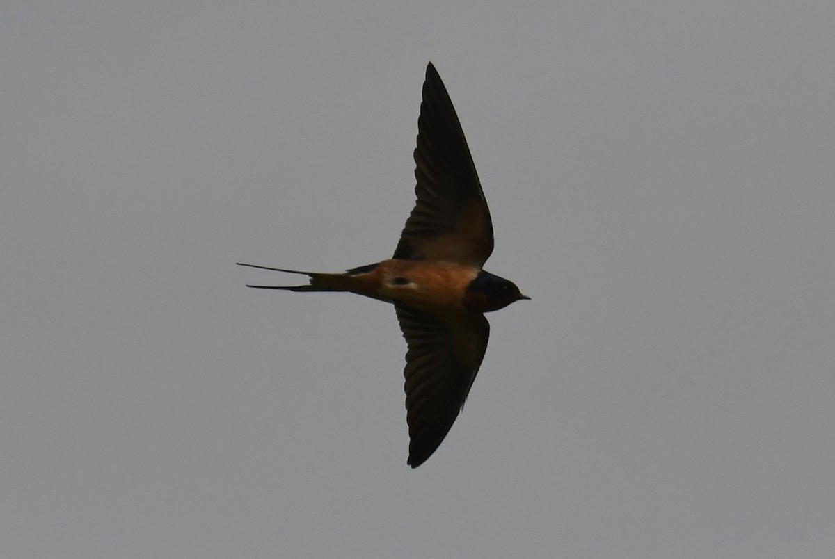 Barn Swallow - Colin Dillingham