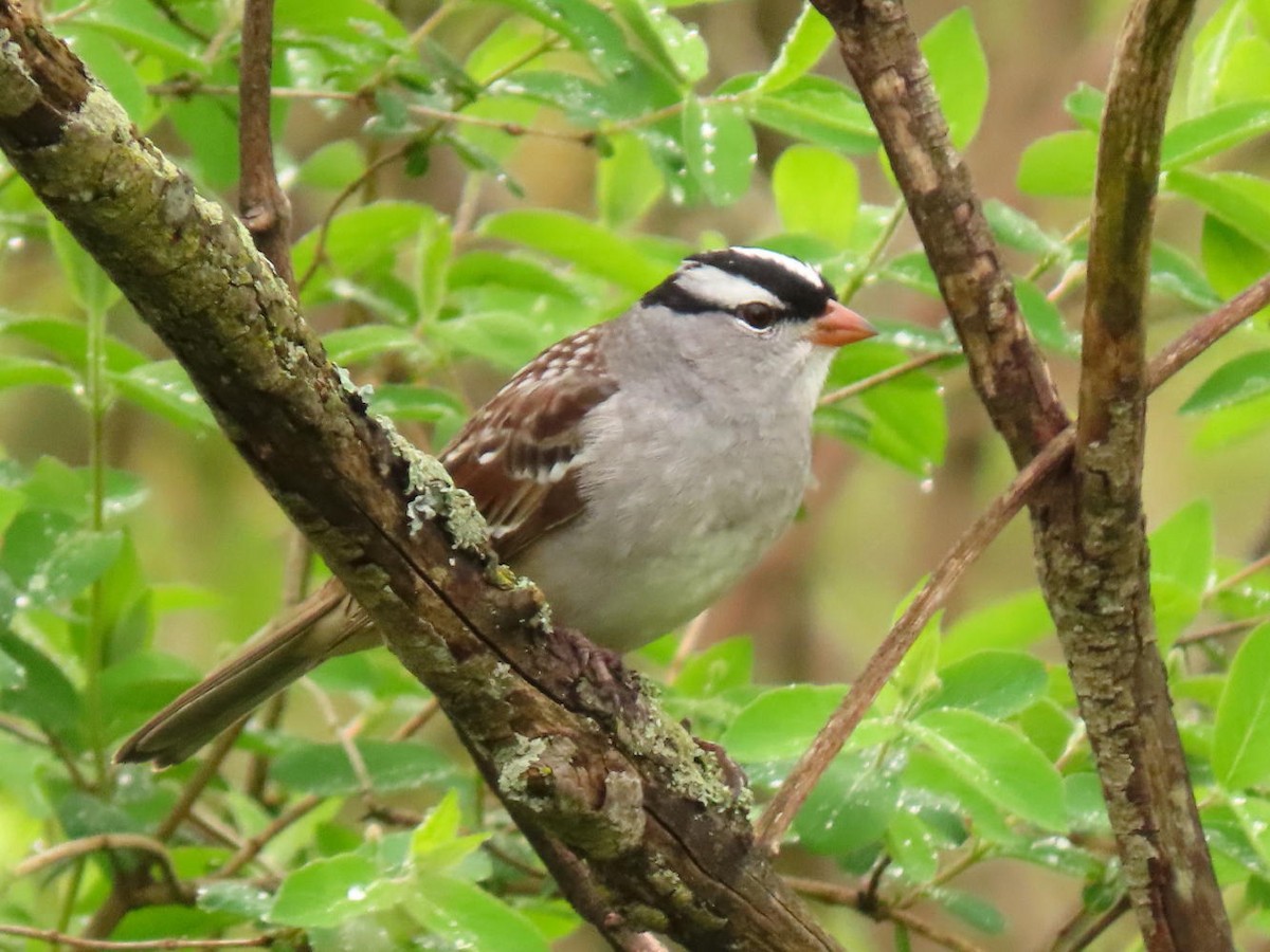 White-crowned Sparrow - David Cooney Jr