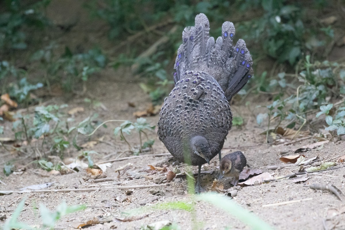 Gray Peacock-Pheasant - Xiaoni Xu