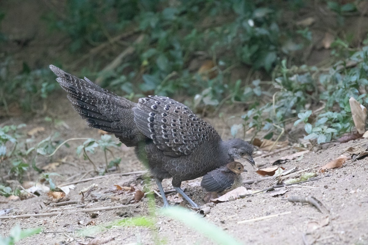 Gray Peacock-Pheasant - ML618060751