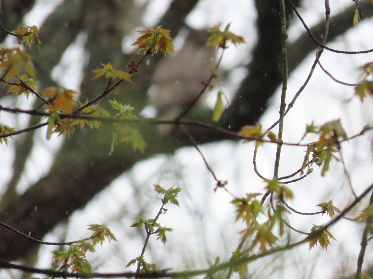 Great Horned Owl - Ornithologist  Natural Area Preservation