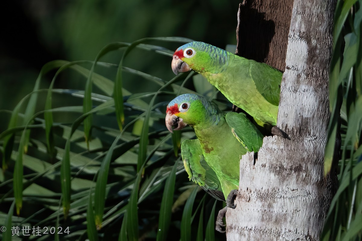 White-crowned Parrot - ML618060762